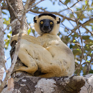 Kirindy - Verreaux's sifaka